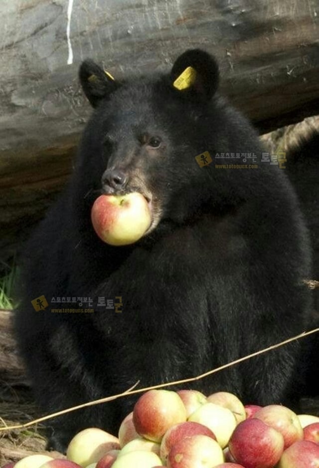 먹튀검증 토토군 유머 곰이 어떻게 사과를 먹는지 아시나요?