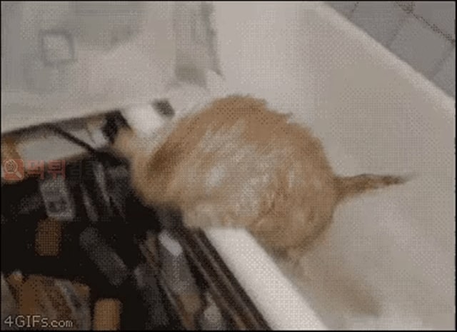 먹튀검증소 유머 고양이가 목욕하기 싫어하는 만화