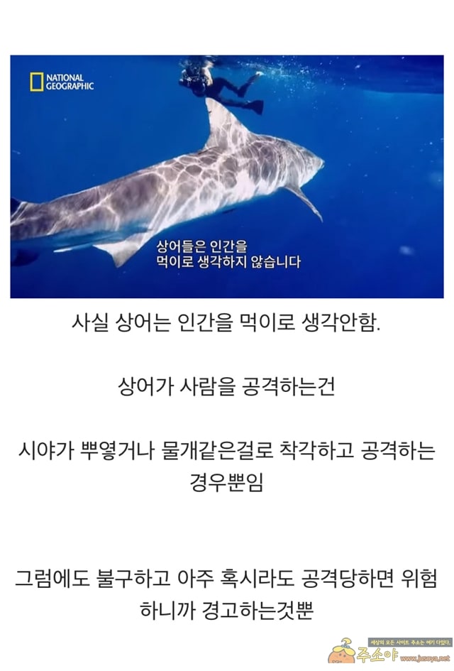 주소야 유머 신기한 상어 고래먹방