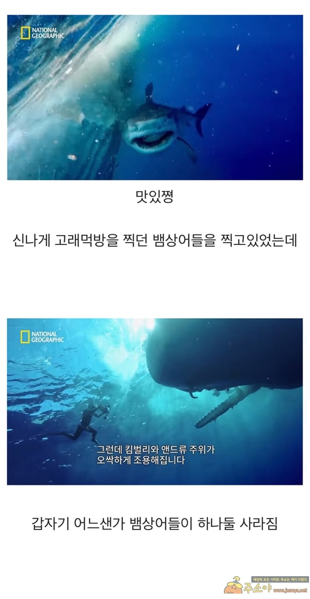 주소야 유머 신기한 상어 고래먹방