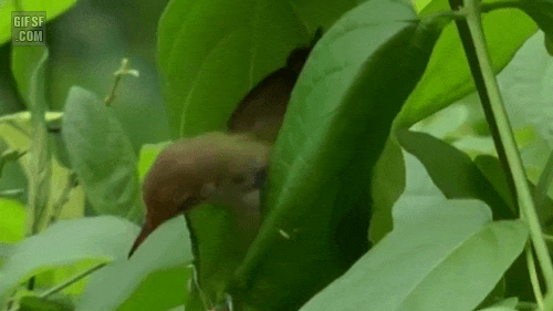 먹튀검증 토토군 유머 나뭇잎으로 둥지 만드는 새