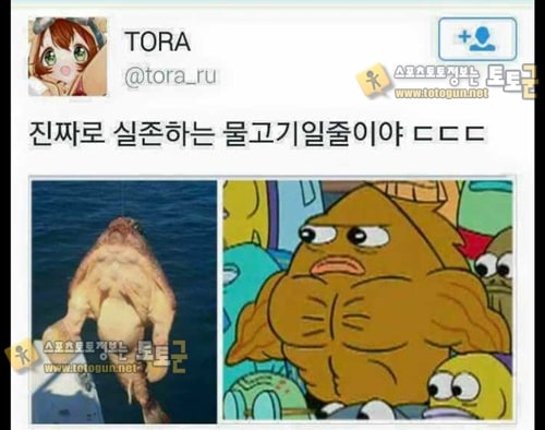 먹튀검증 토토군 유머 의외로 실존했던 물고기