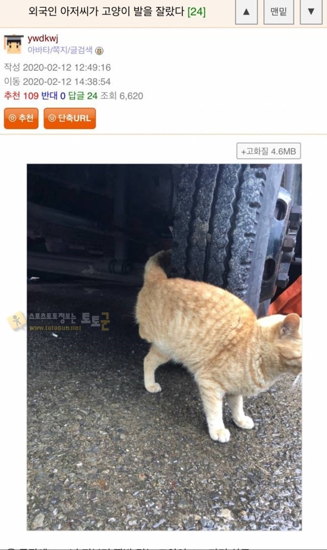 먹튀검증 토토군 유머 외노자가 고양이 발을 잘랐습니다