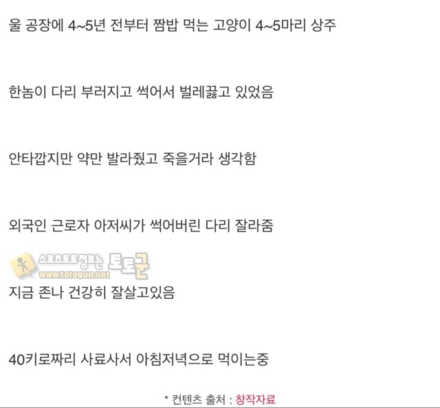 먹튀검증 토토군 유머 외노자가 고양이 발을 잘랐습니다