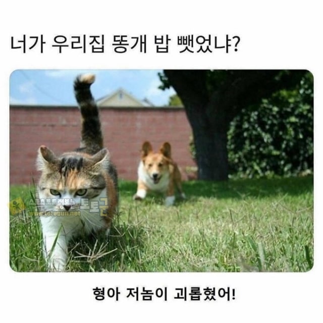 먹튀검증 토토군 유머 믿을만한 빽이 있어야하는 이유