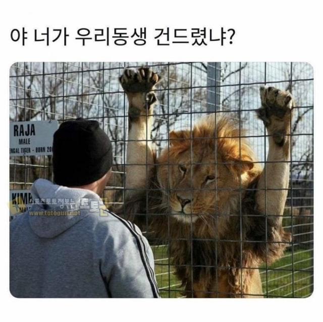 먹튀검증 토토군 유머 믿을만한 빽이 있어야하는 이유