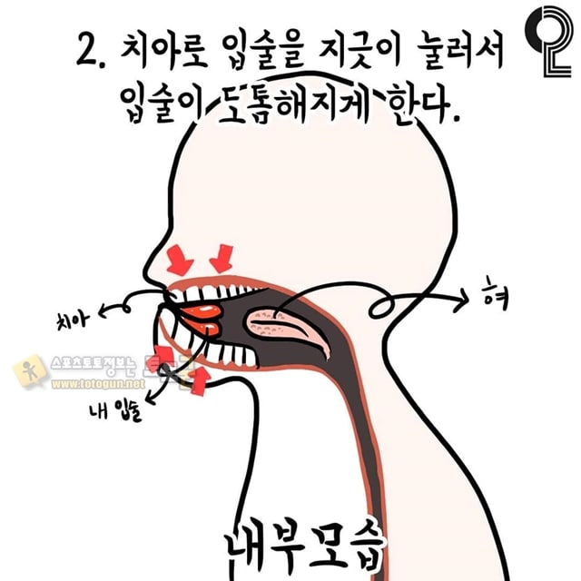 먹튀검증 토토군 유머 솔로들을 위한 혼자서 키스하는 방법 ㅠㅠ