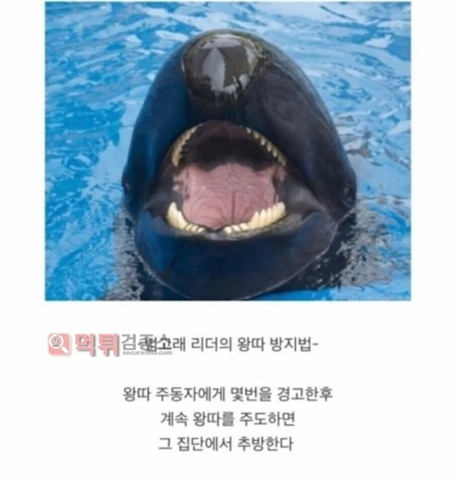 먹튀검증소 유머 동물별 왕따 대처방법