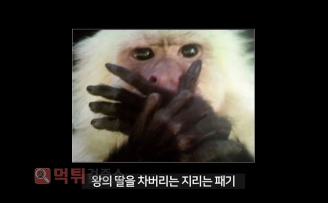 먹튀검증소 유머 조선시대 왕한테 개기면 일어나는 일