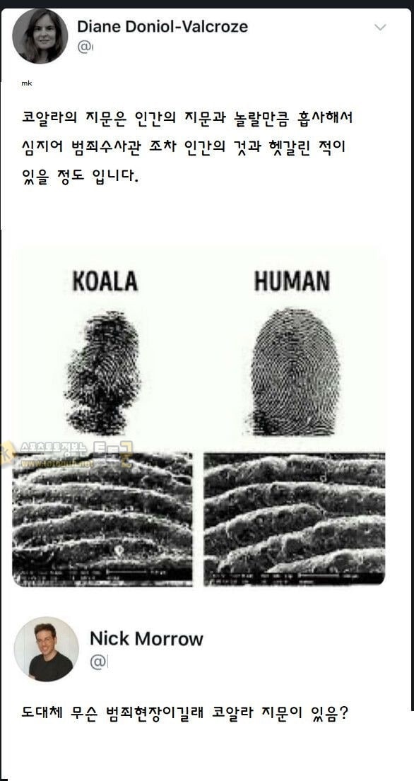 먹튀검증 토토군 유머 코알라 지문