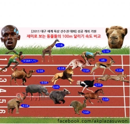 먹튀검증소 유머 동물들의 100m 달리기 속도 비교
