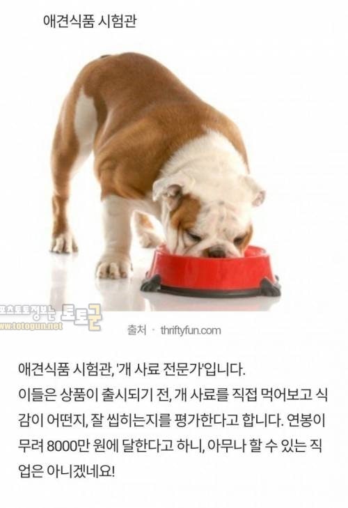 먹튀검증 토토군 유머 무려 연봉이 8천만원이라는 전문직