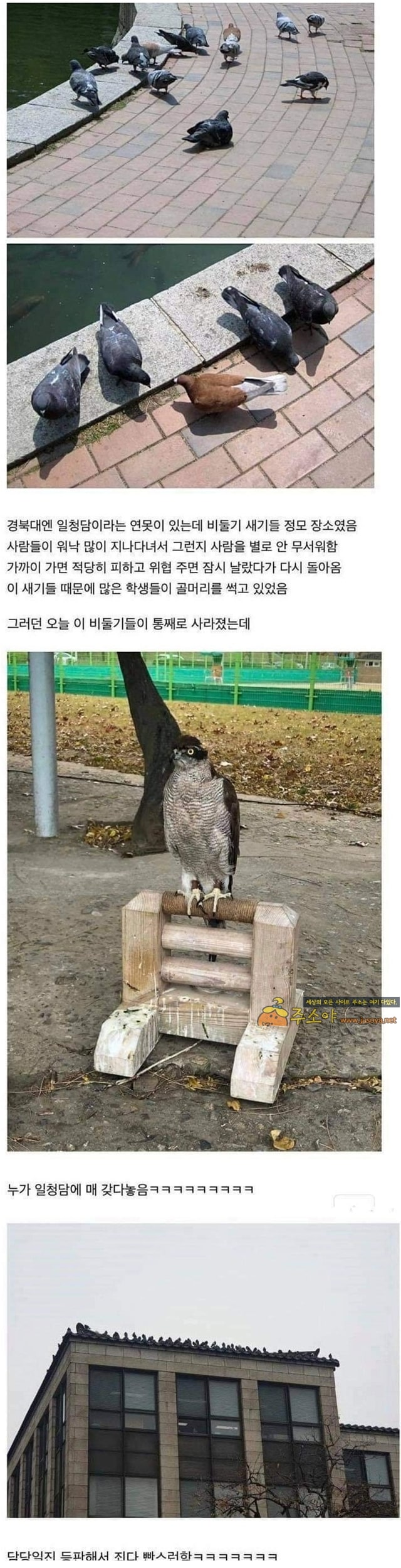 주소야 유머 경북대에서 벌어진 사건