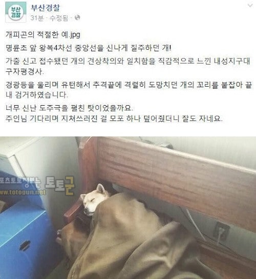 먹튀검증 토토군 유머 가출했다가 파출소에 잡혀서 잠든 강아지