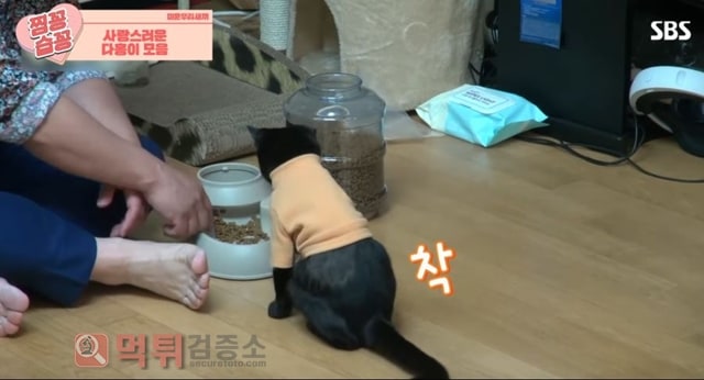 먹튀검증소 유머 박수홍 고양이가 영리하다고 하는 이유