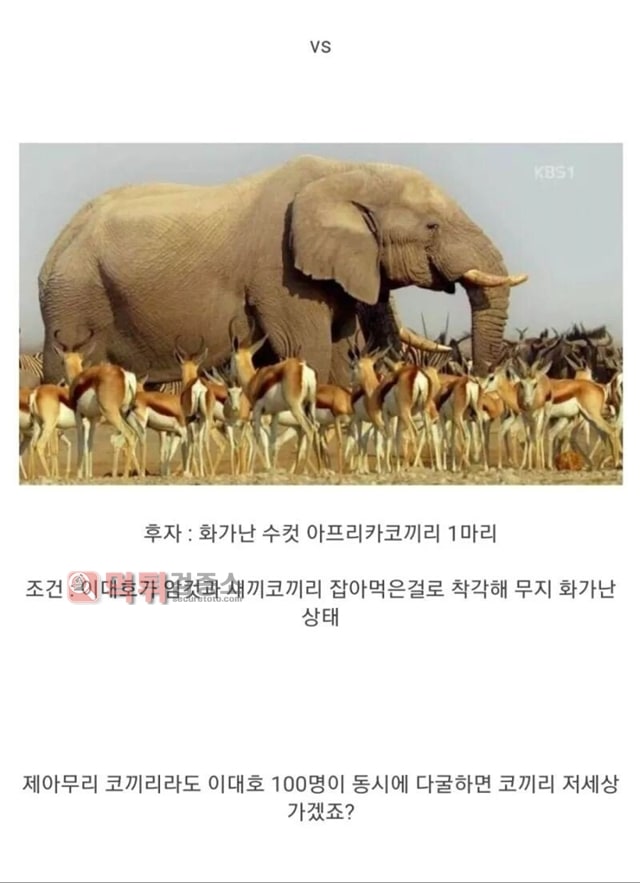 먹튀검증소 유머 개빡친 이대호 100명 vs 아프리카코끼리 1마리