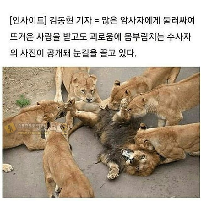 먹튀검증 토토군 유머 종족번식을 위해 암사자 무리에 던져진 숫사자