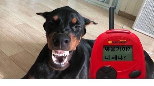 화가 많은 강아지들 번역기 후기