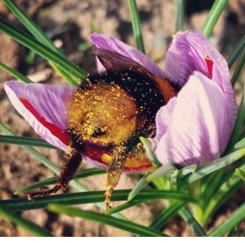 호박벌의 섹쉬한 뒷태