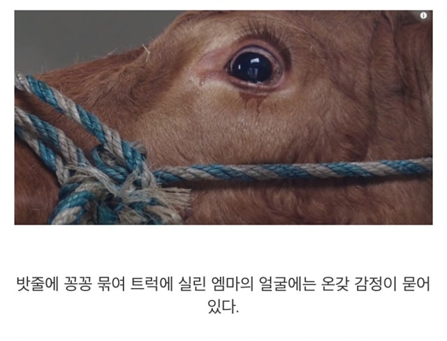 도살장 끌려가는 줄 알고 눈물 흘리는 소