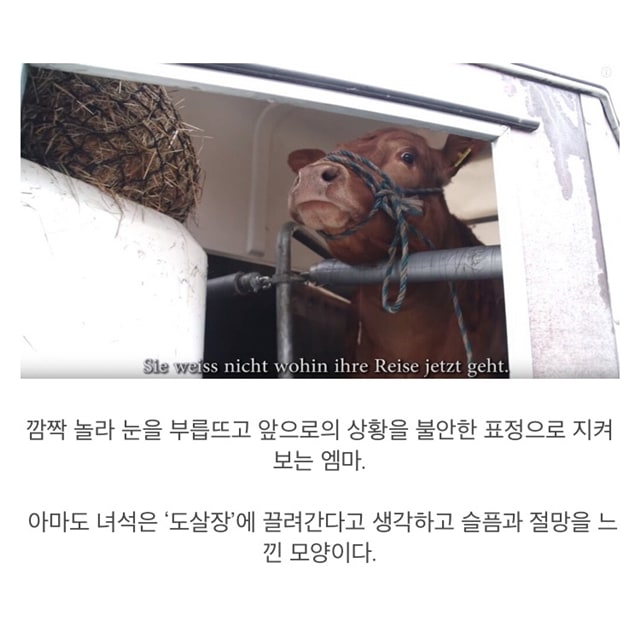 도살장 끌려가는 줄 알고 눈물 흘리는 소