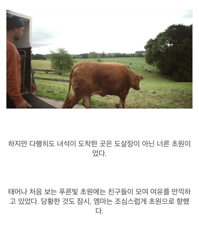 도살장 끌려가는 줄 알고 눈물 흘리는 소