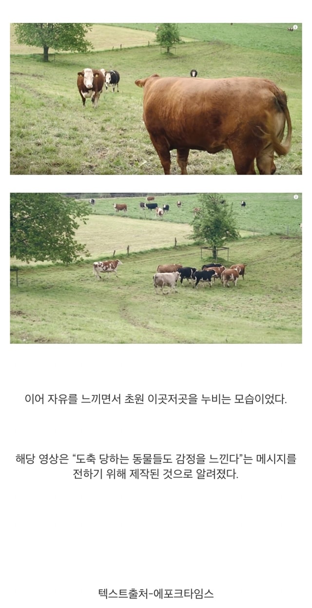 도살장 끌려가는 줄 알고 눈물 흘리는 소