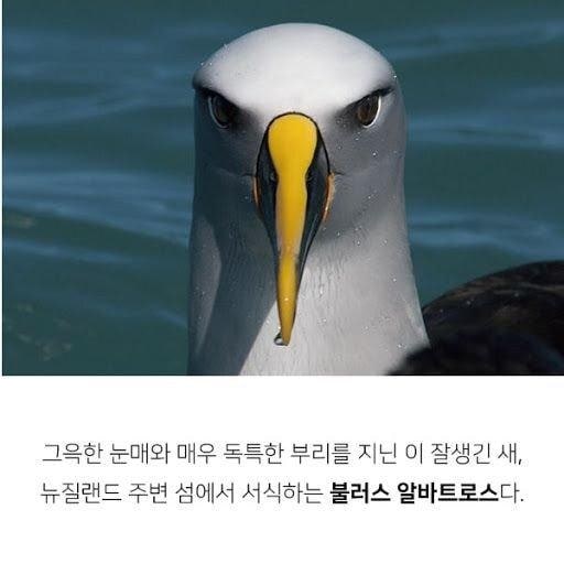 CG 그래픽 처럼 생긴 새