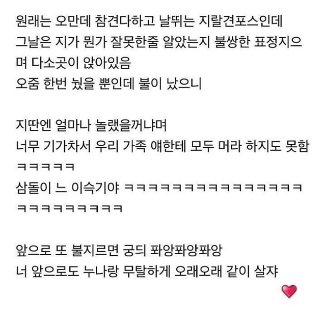 복날에 숨 죽이며 지내야 하는 댕댕이