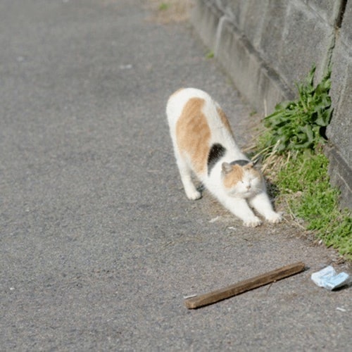 야옹이는 다 똑같아