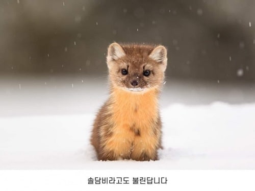 제 이름은 소나무담비예요