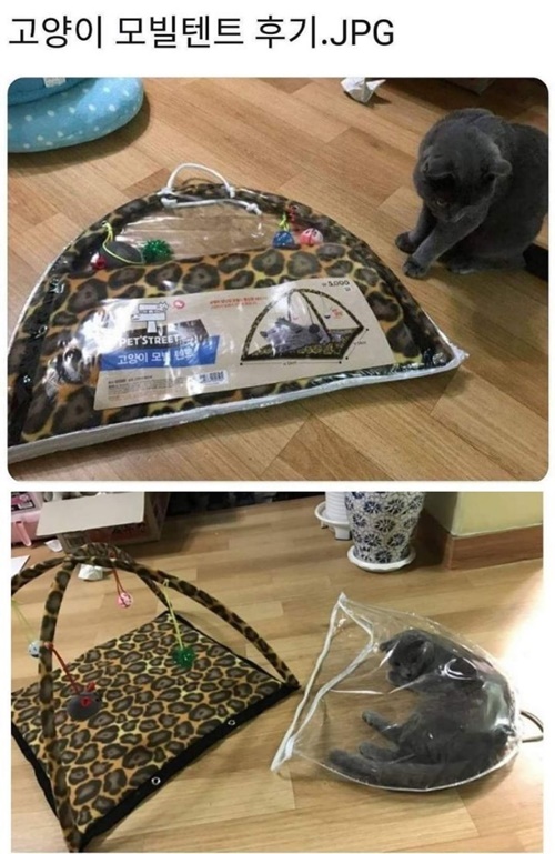 고양이 모빌 텐트를 샀다