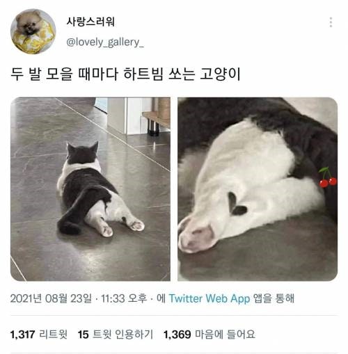 두 발 모을때마다 하트빔 쓰는 고양이