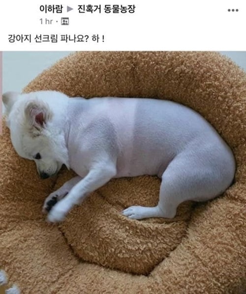 강아지 선크림 파나요