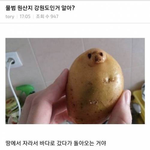 물범 원산지 강원도인거 알아?