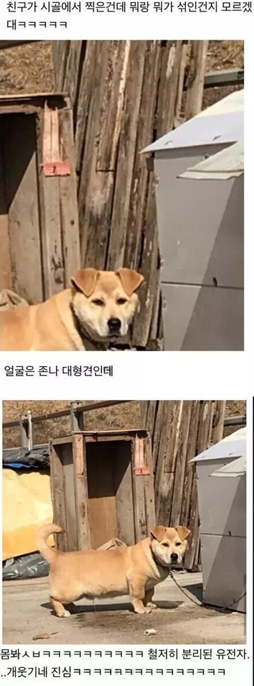 얼굴은 대형견인데