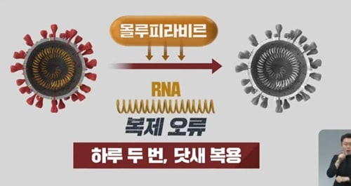 코로나 먹는 치료