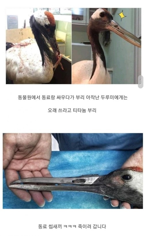 싸우다 부리 부러진 두루미