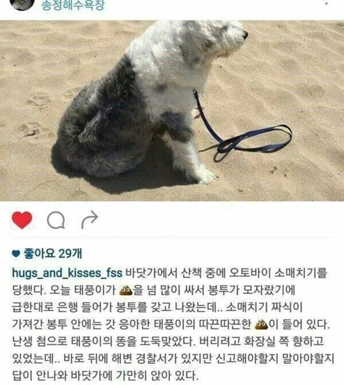 오늘은 아끼는 댕댕이의 x을 소매치기 당했다