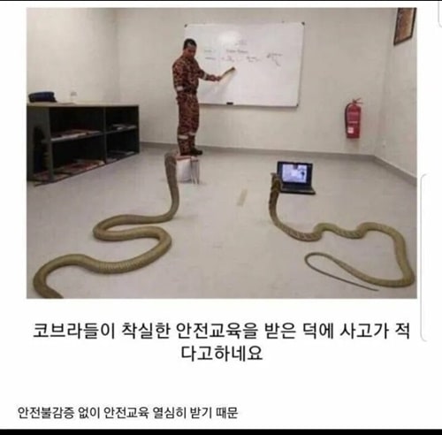 코브라 쇼 사고가 적은 이유