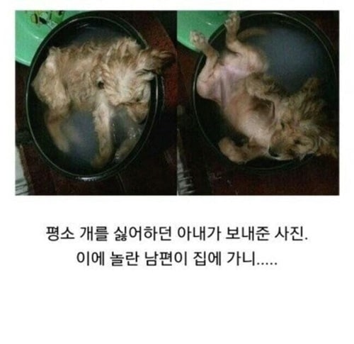 평소 개를 싫어하던 아내가 보낸 사진