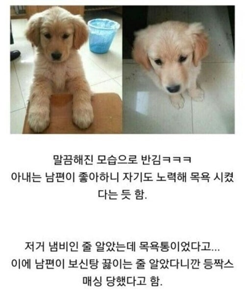 평소 개를 싫어하던 아내가 보낸 사진