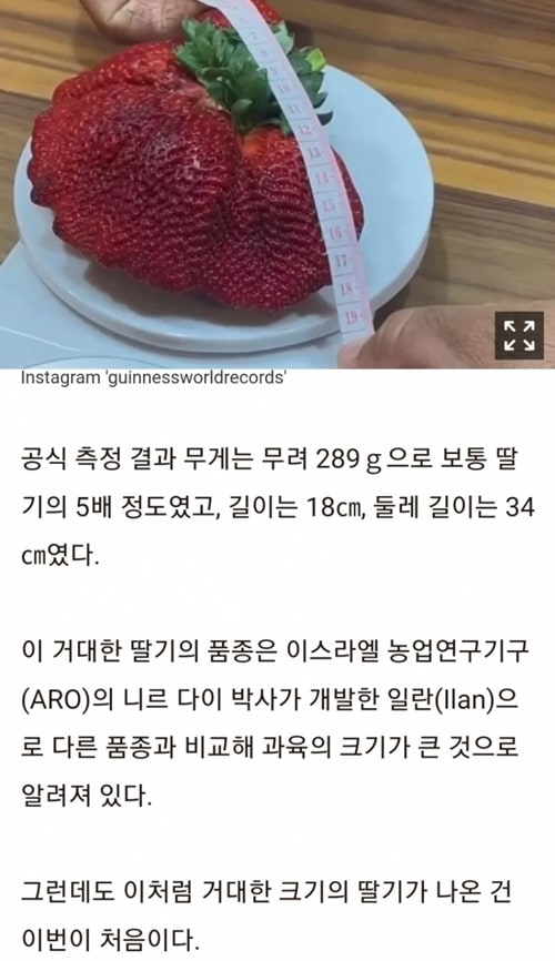 기네스북에 등재된 딸기