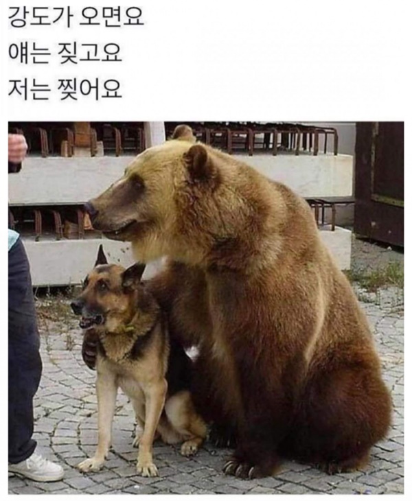 강도가 오면요