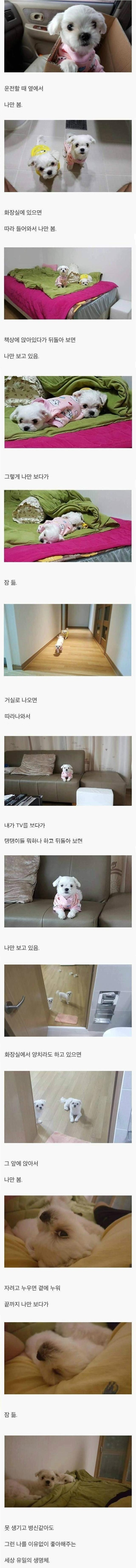 멍멍이를 키우는 이유