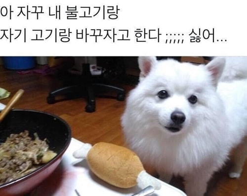 자기 고기랑 바꾸자는 댕댕이