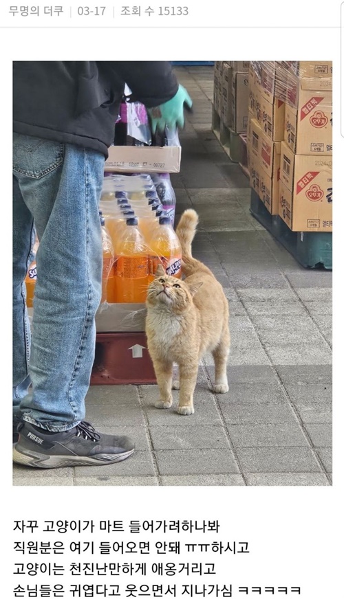 마트 직원분이랑 실갱이하는 고양이 봄