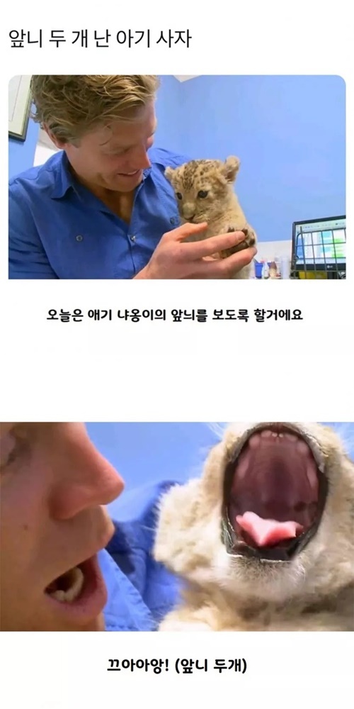 앞니 두 개 난 아기 사자