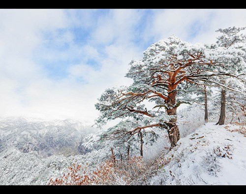 아름다운 우리 강산. 눈 정화하세요.