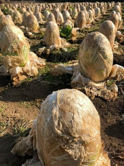 외국인들 깜짝놀라는 냉해입은 배추밭